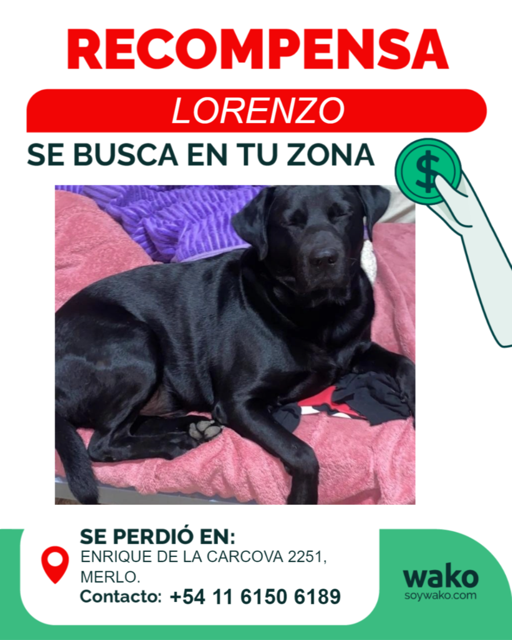 Mascota reunida