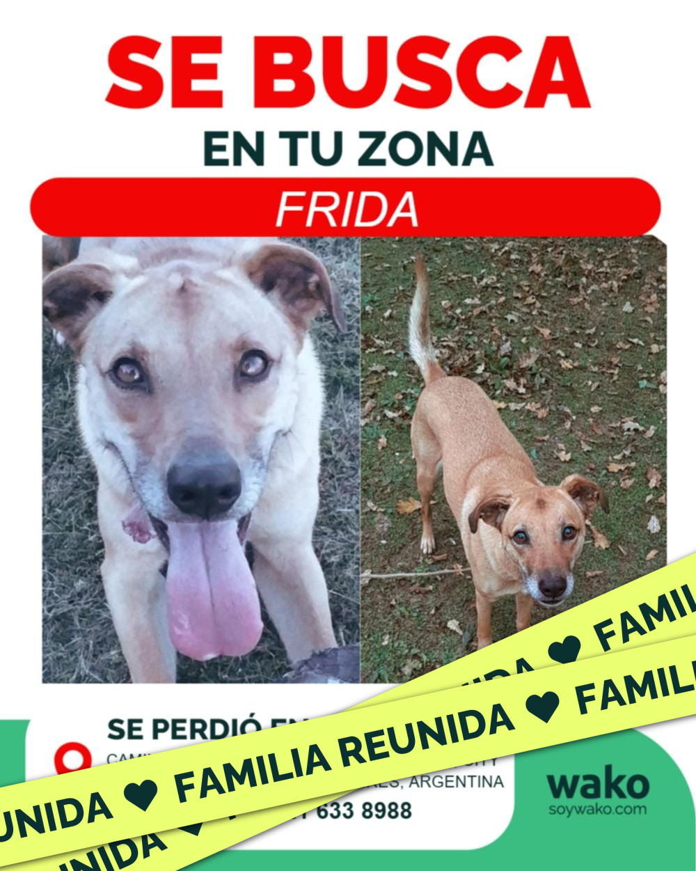 Mascota reunida