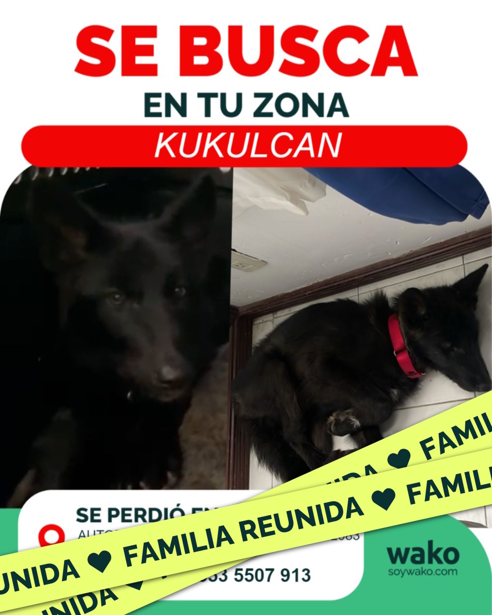 Mascota reunida