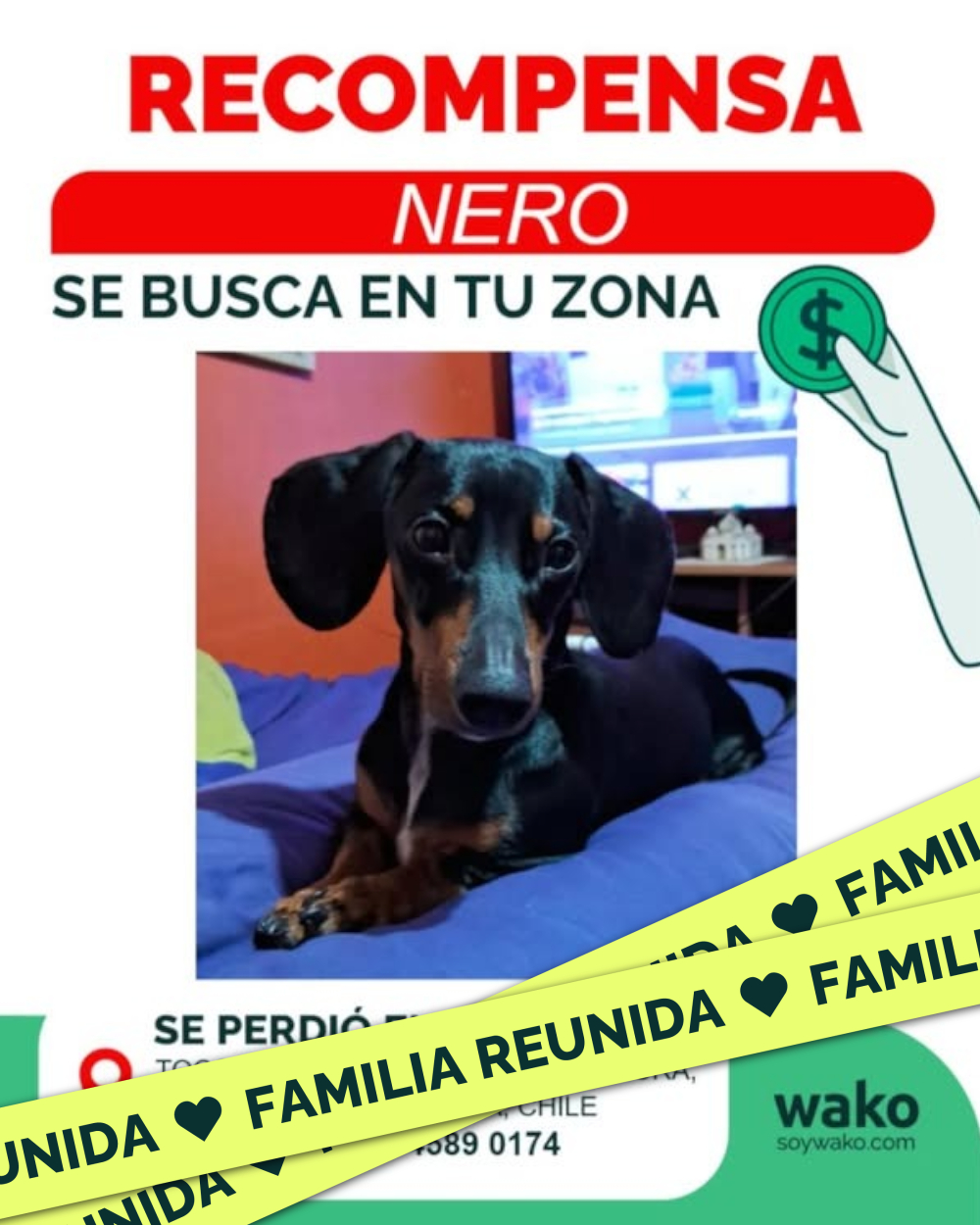 Mascota reunida