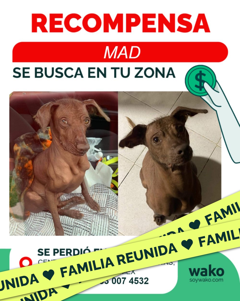 Mascota reunida