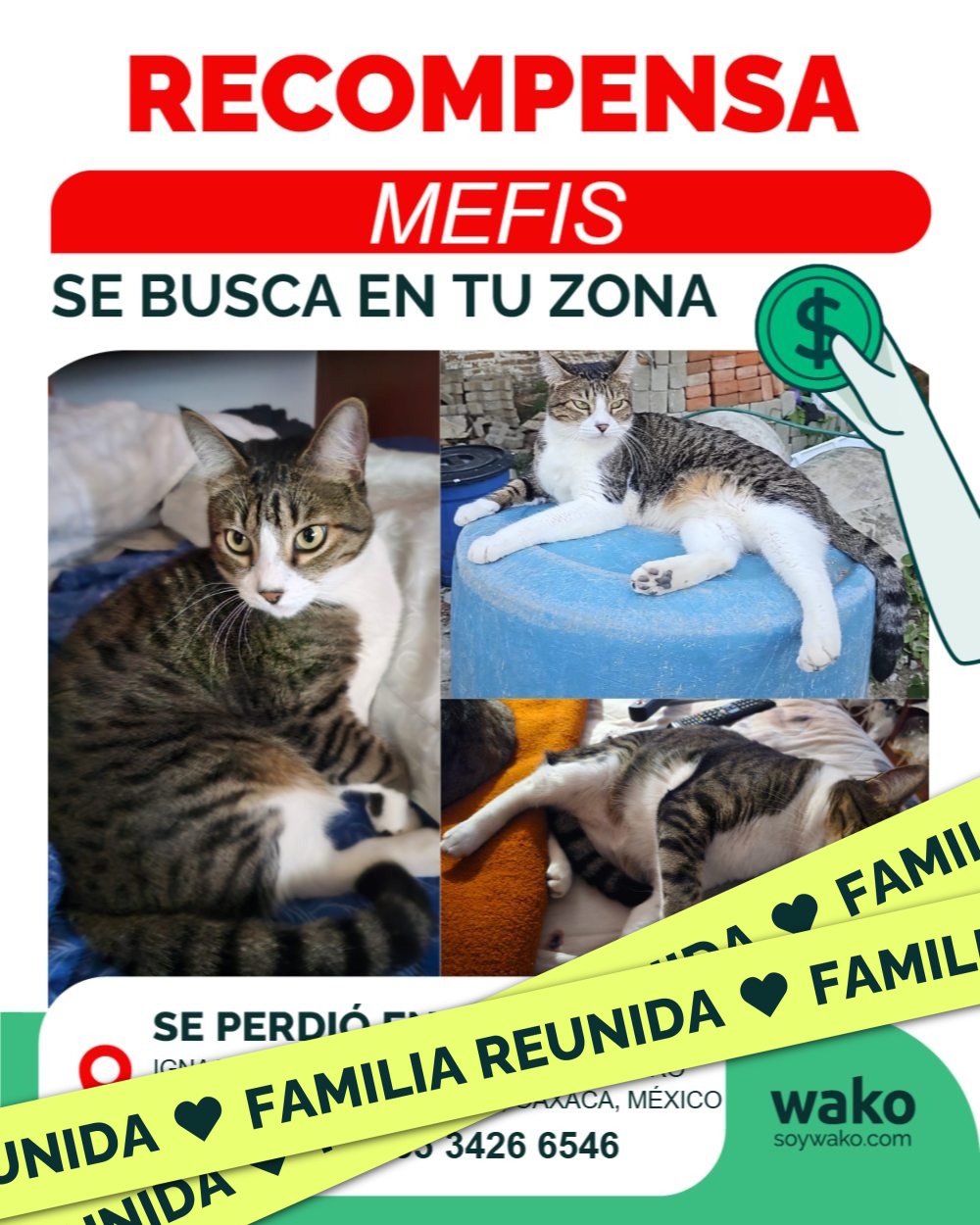 Mascota reunida