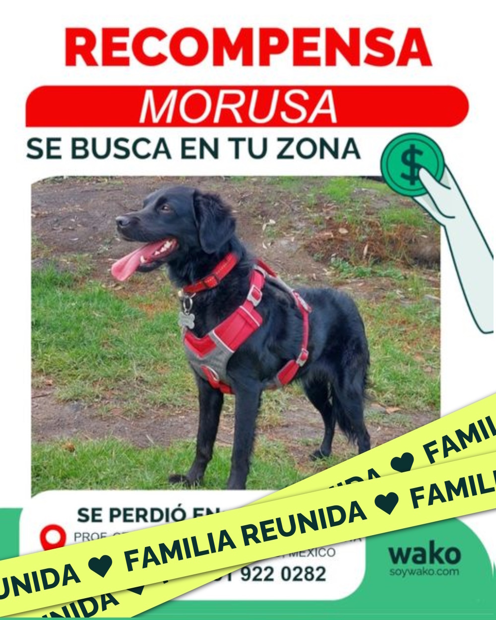 Mascota reunida