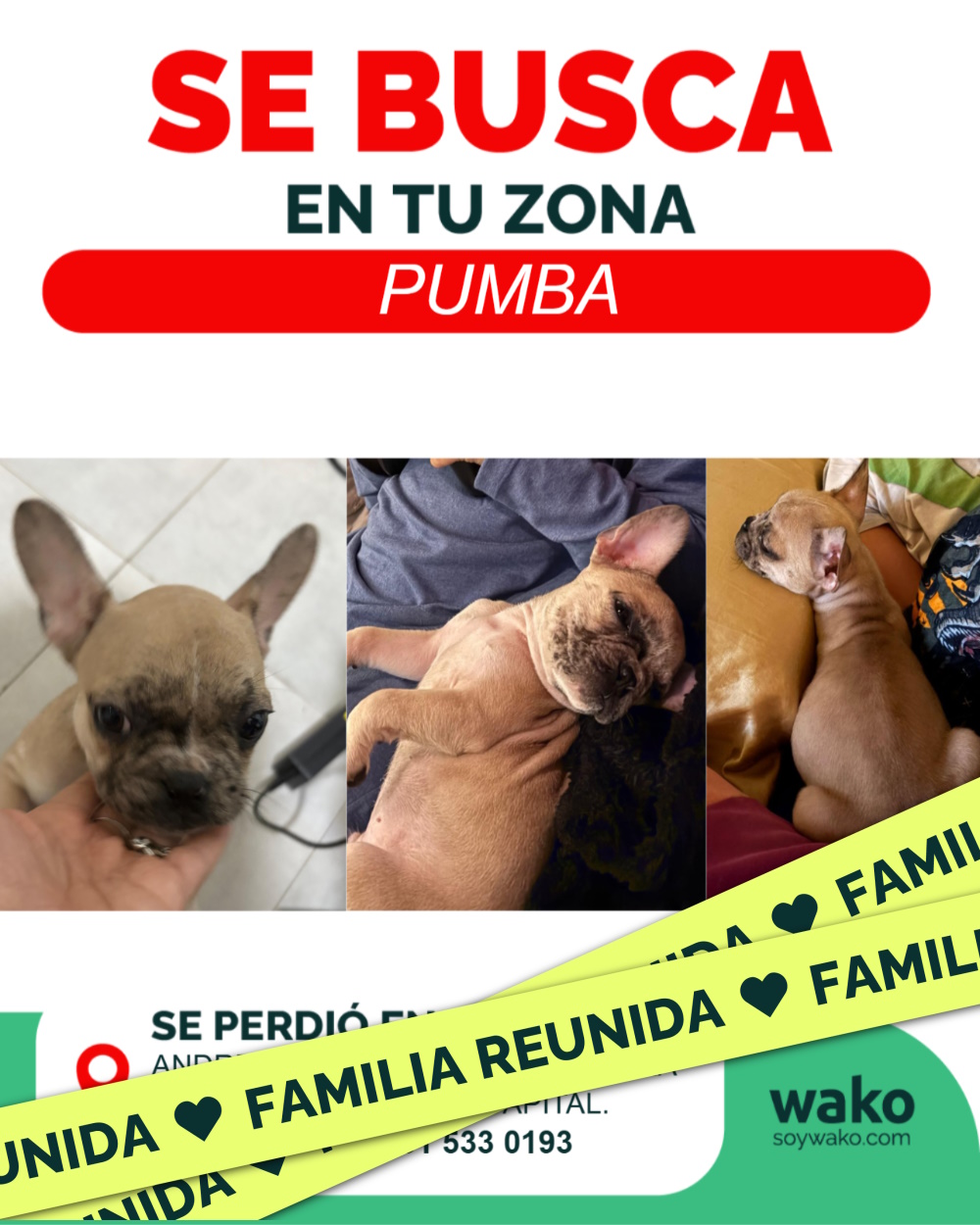 Mascota reunida