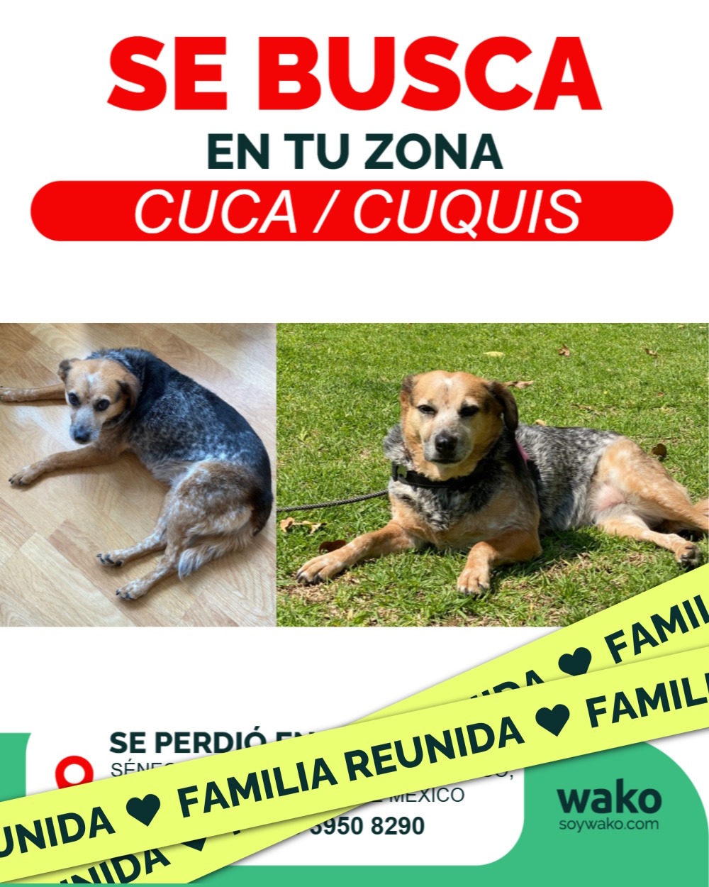 Mascota reunida