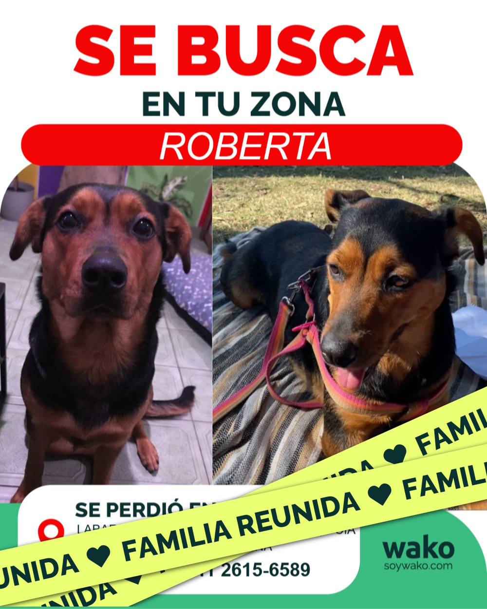 Mascota reunida