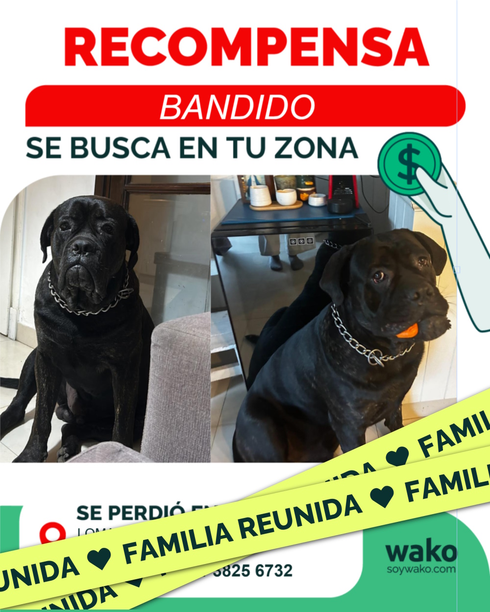 Mascota reunida
