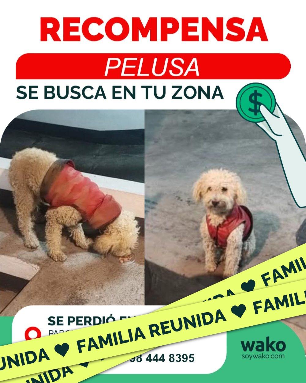 Mascota reunida