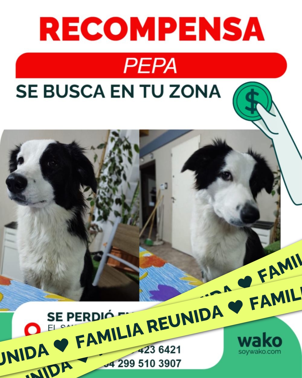 Mascota reunida