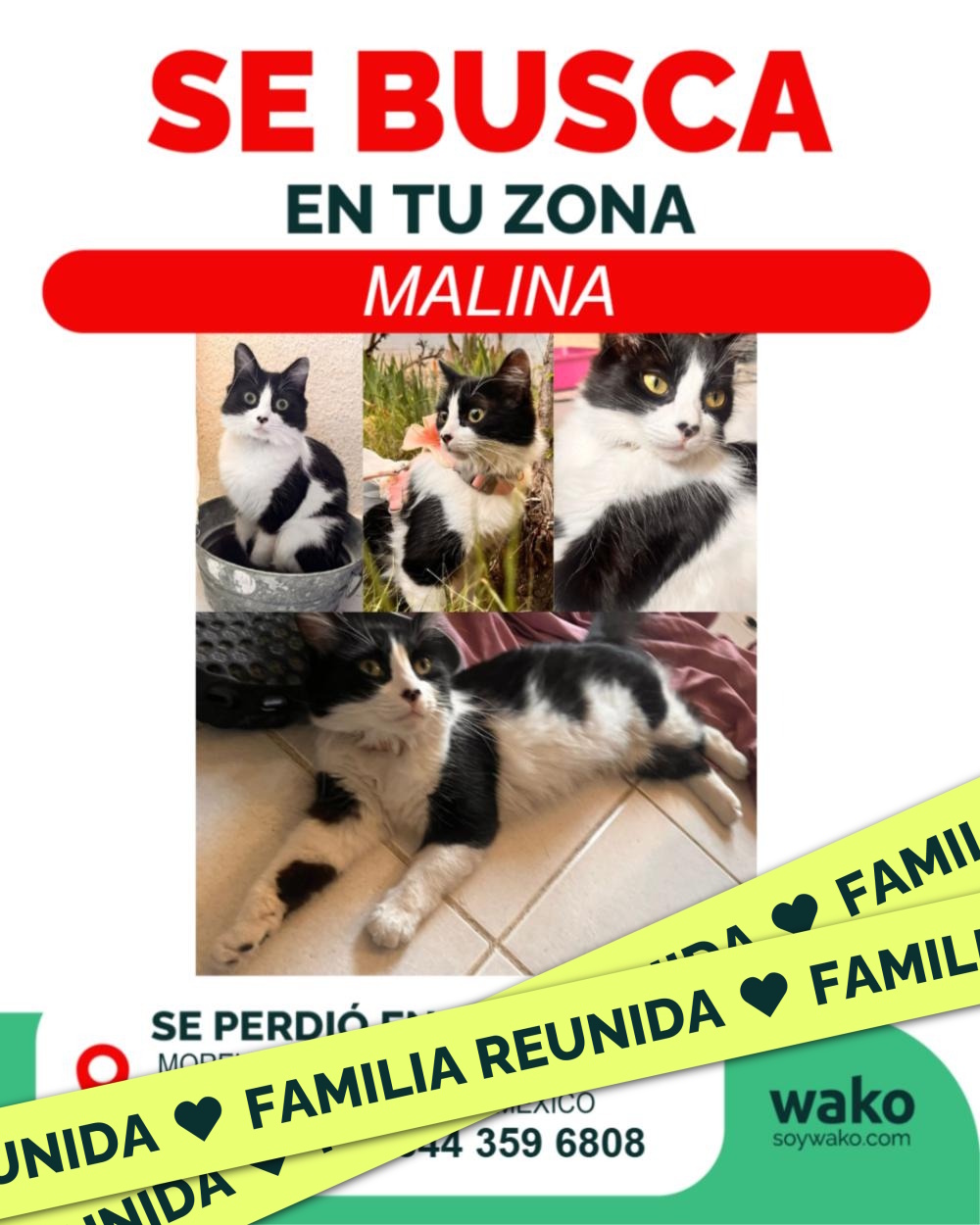 Mascota reunida