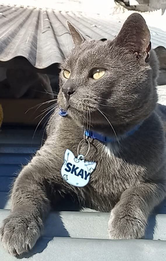 Skay, gato encontrado en Banfield, Buenos Aires con el aviso de búsqueda de Wako