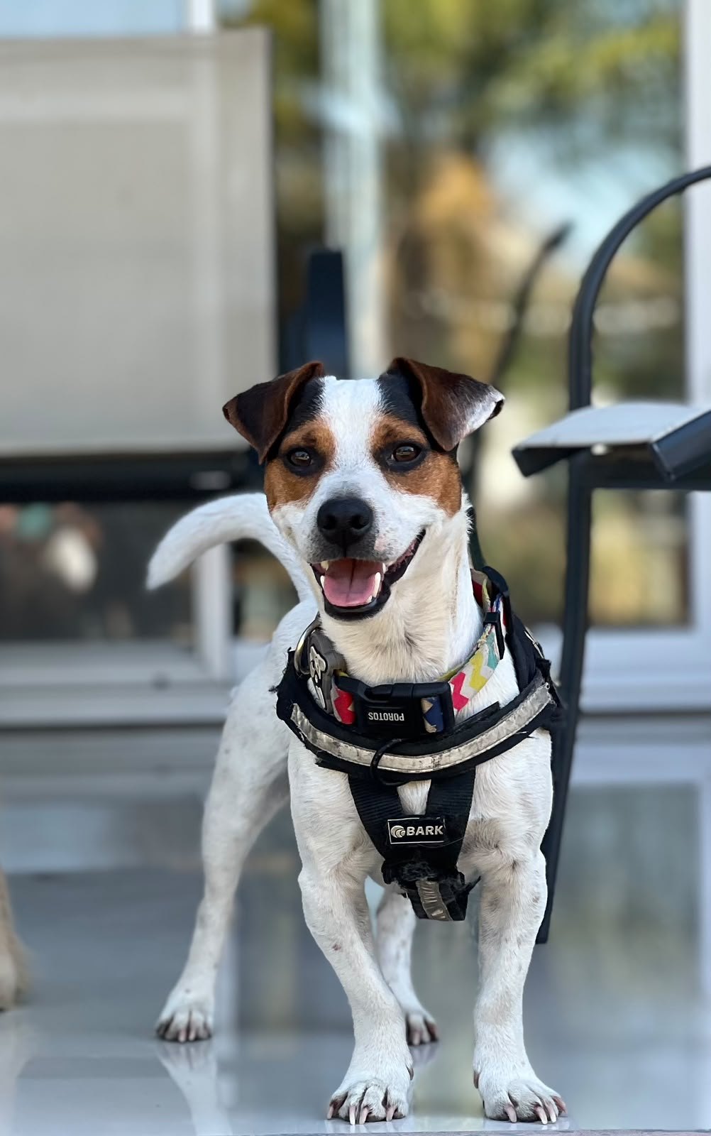 Apolo, perro encontrado en Chimbas, San Juan con el aviso de búsqueda de Wako