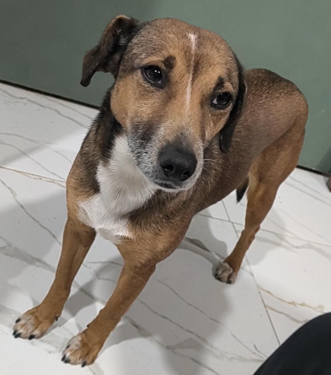Olivia, perro encontrado en Provincia de Buenos Aires con el aviso de búsqueda de Wako