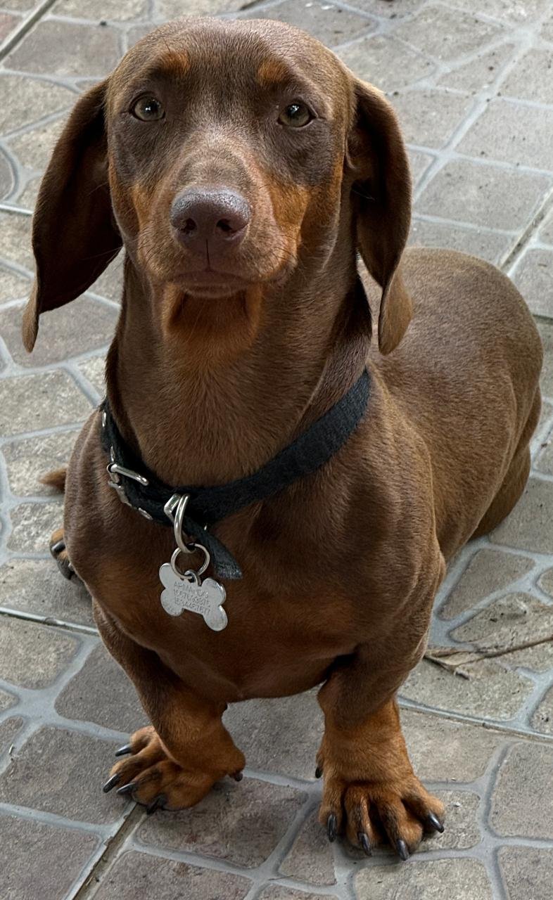 Armando, perro encontrado en TALAR, PROVINCIA DE BUENOS AIRES con el aviso de búsqueda de Wako