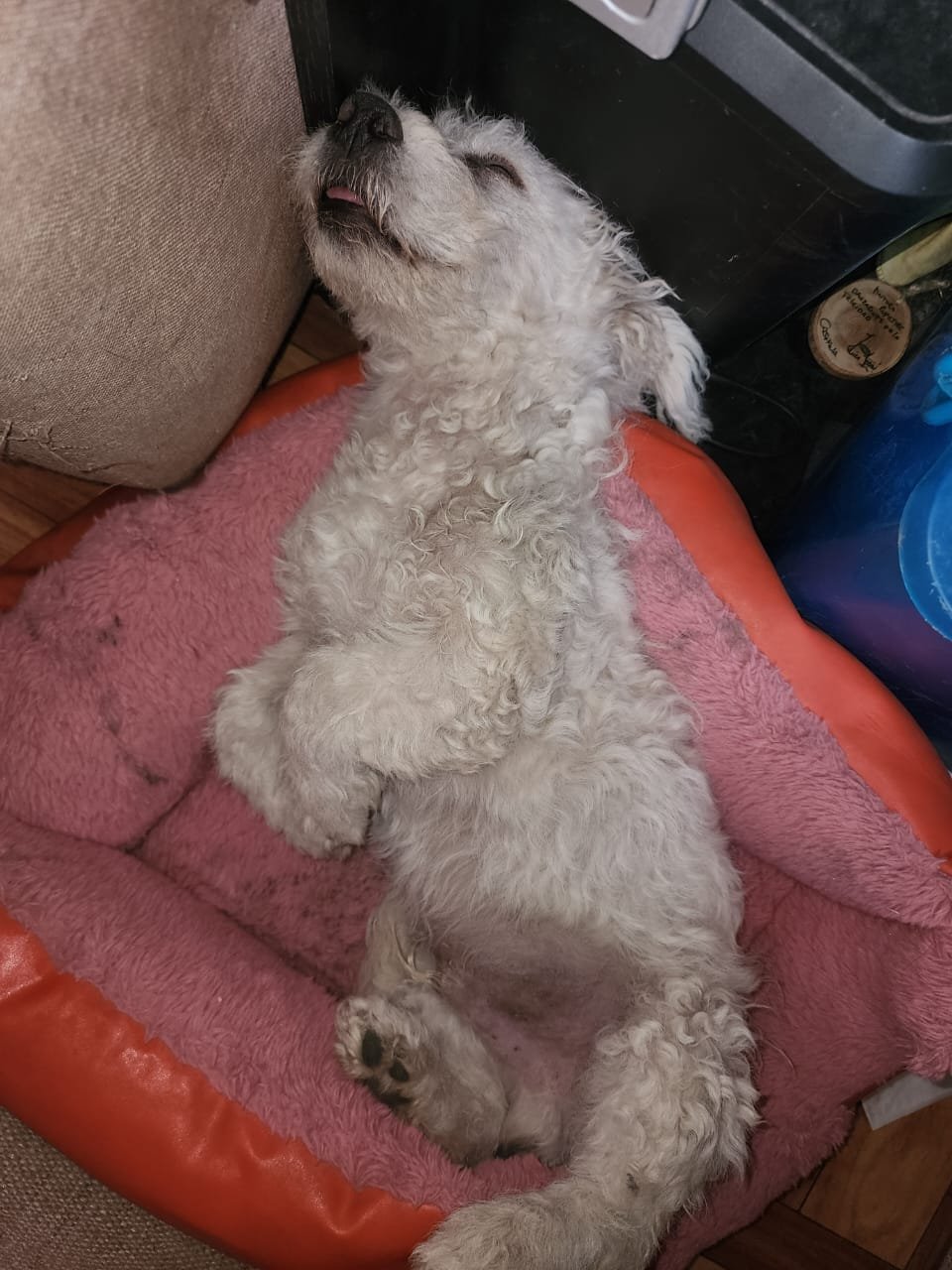 Terry, perro encontrado en Calama con el aviso de búsqueda de Wako