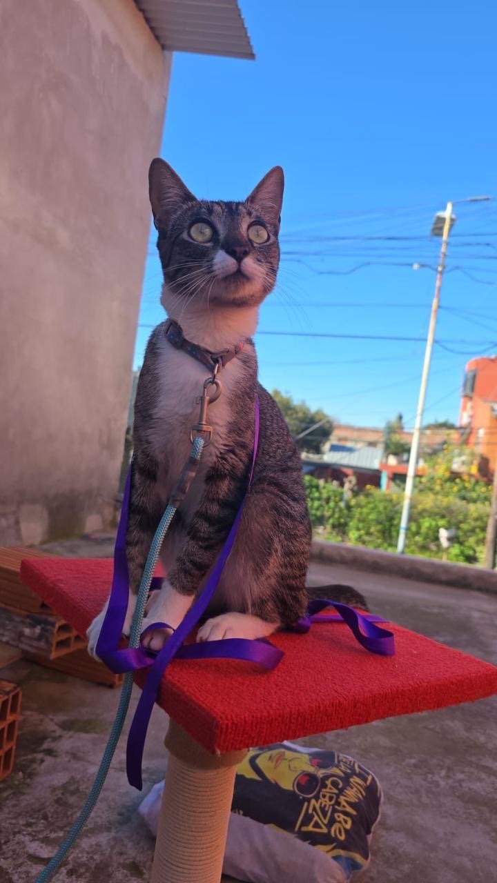 Nala, gato encontrado en Jose Leon Suarez y Olazabal con el aviso de búsqueda de Wako