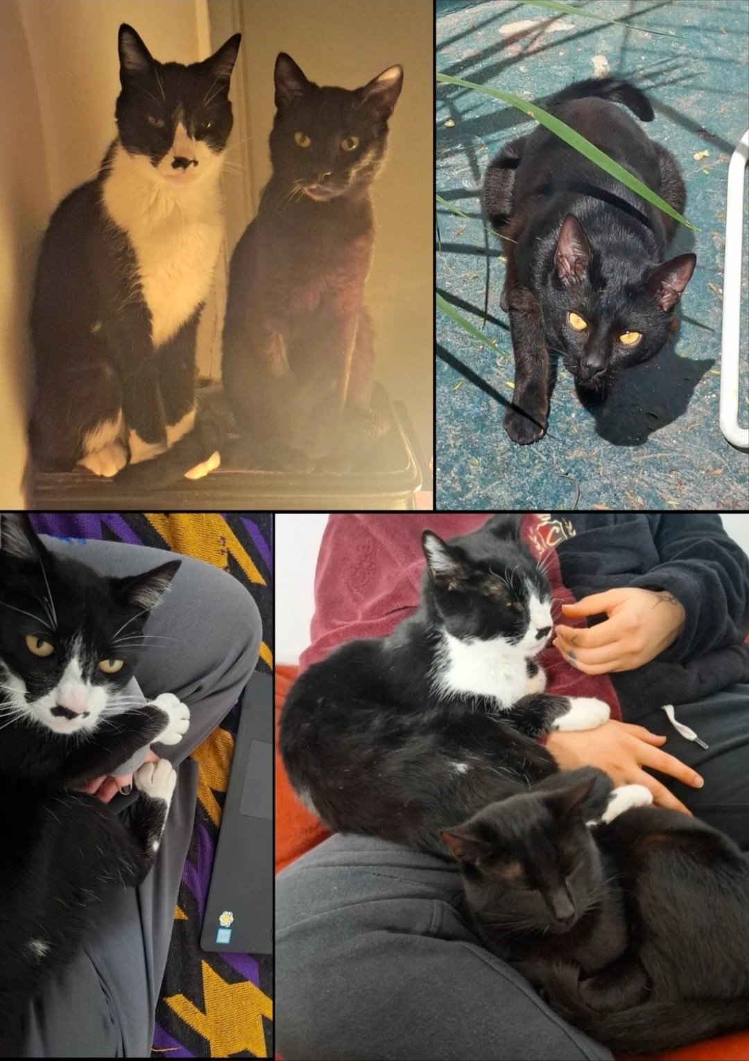 Motoco y Sombra, gato encontrado en su barrio con el aviso de búsqueda de Wako
