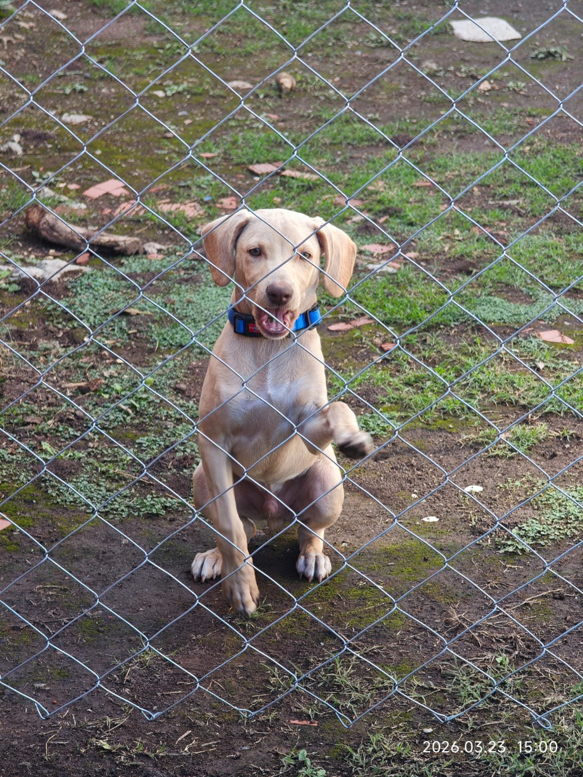 Simba, mascota encontrado en Juan María Gutiérrez, Buenos Aires con el aviso de búsqueda de Wako