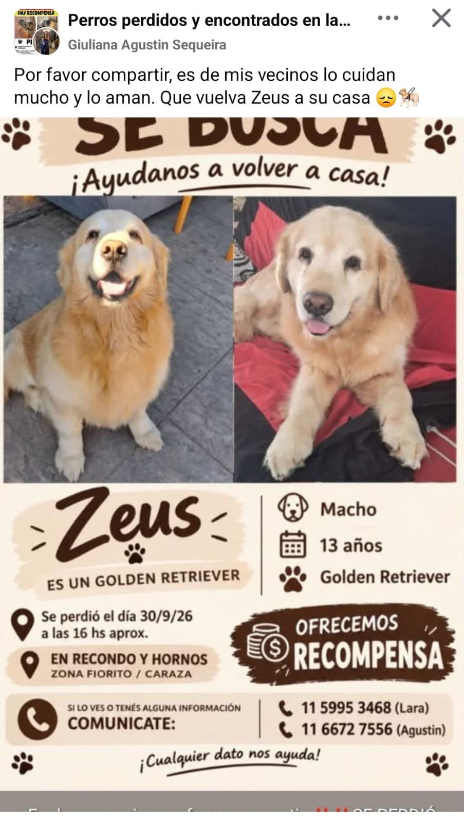 zEUs, perro encontrado en Remedios de Escalada, Buenos Aires con el aviso de búsqueda de Wako
