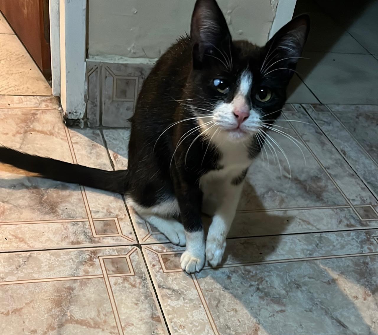 Pancha, mascota encontrado en Florida con el aviso de búsqueda de Wako