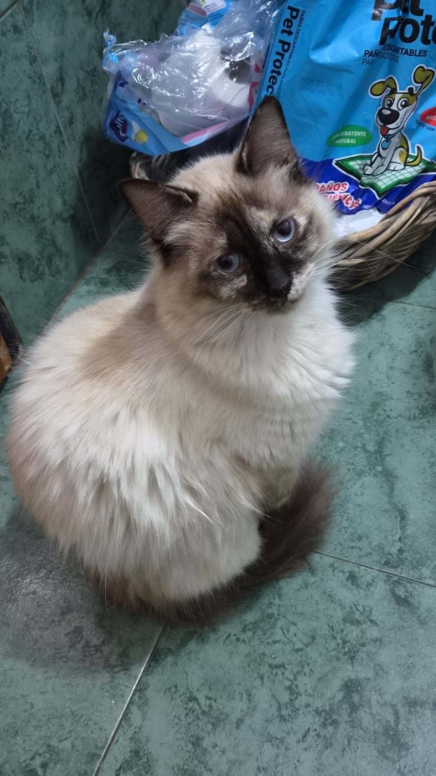 Valquiria, gato encontrado en zona de entre  y con el aviso de búsqueda de Wako