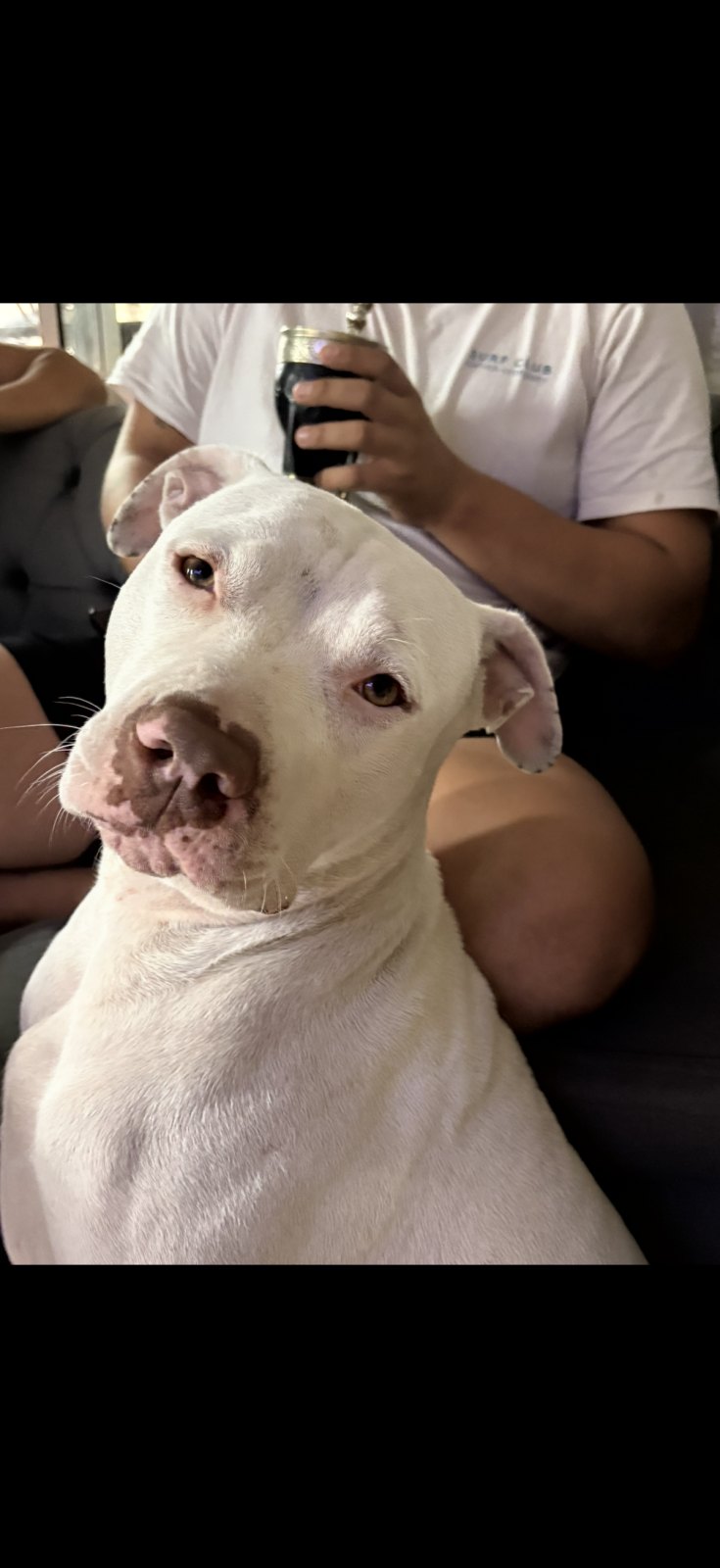 Fede, perro encontrado en Guernica, Buenos Aires con el aviso de búsqueda de Wako