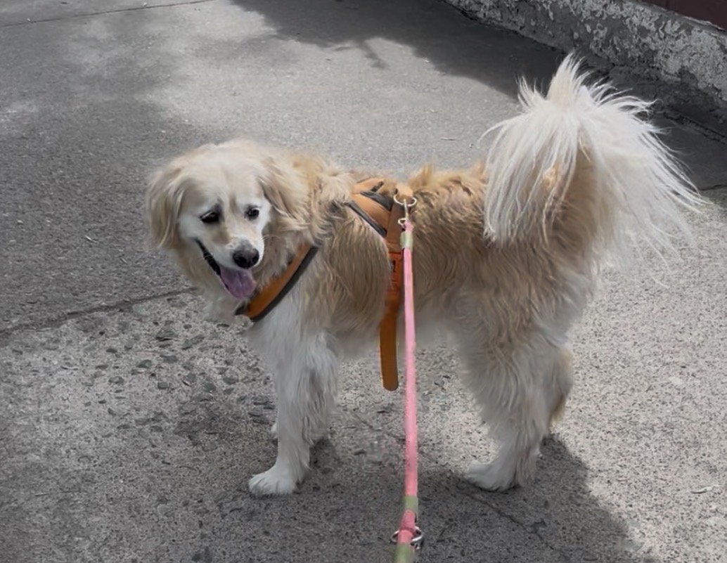 Sol, perro encontrado en Eduardo Castillo Velasco con Santa Julia con el aviso de búsqueda de Wako