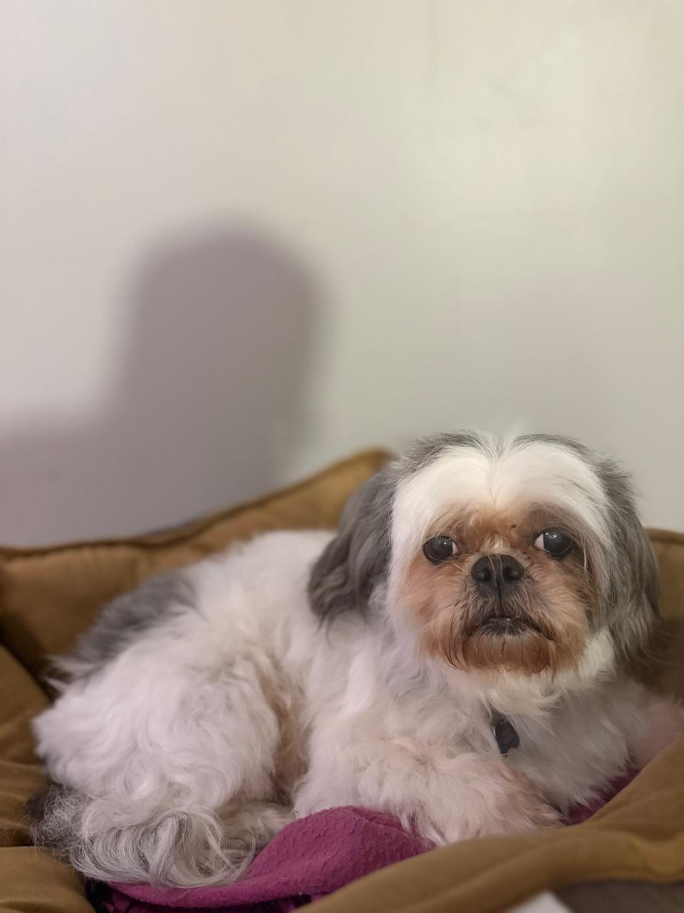 Mia, mascota encontrado en Santiago de Querétaro, Querétaro con el aviso de búsqueda de Wako