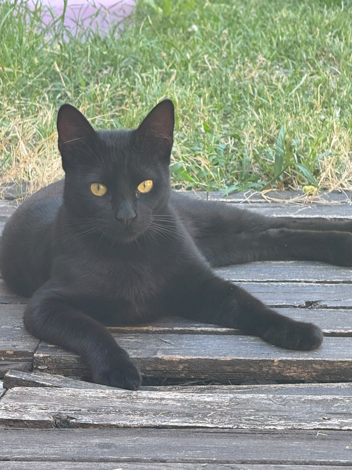 Goku, gato encontrado en Gregorio de Laferrere, Buenos Aires con el aviso de Wako
