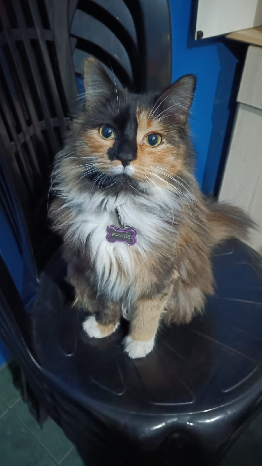 Fannie, gato encontrado en zona de Jorge de Kay con el aviso de búsqueda de Wako