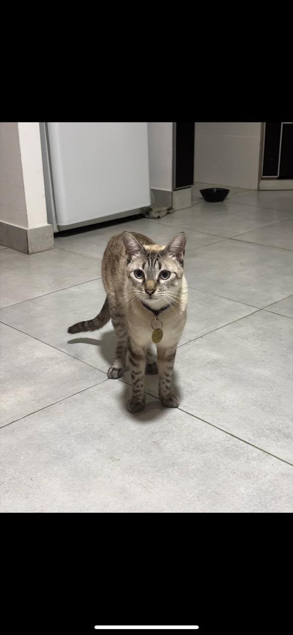 Pooh, mascota encontrado en La Plata, Buenos Aires con el aviso de búsqueda de Wako