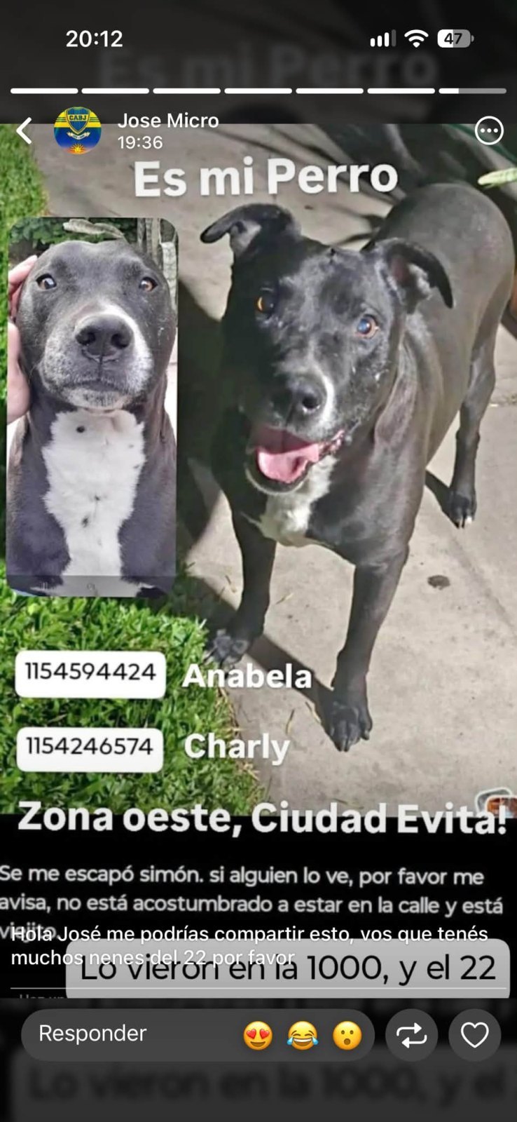Simon, perro encontrado en San Justo, Buenos Aires con el aviso de búsqueda de Wako