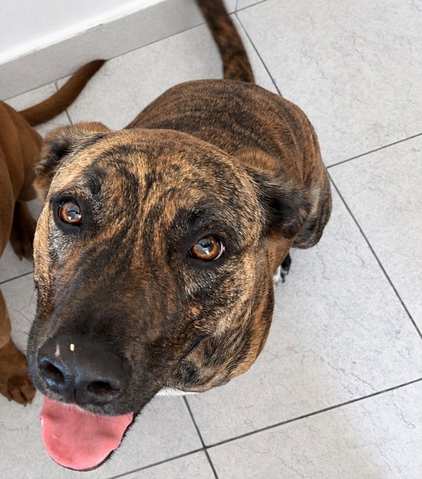 Rafa, perro encontrado en Canning con el aviso de búsqueda de Wako