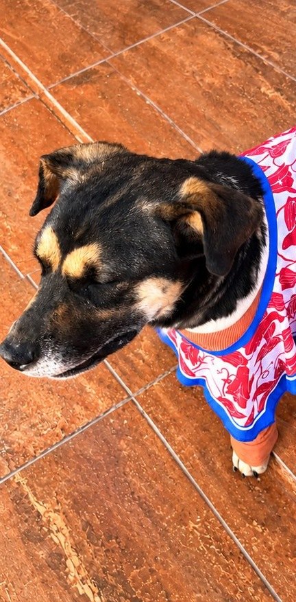 Ayqui, perro encontrado en zona de Taqui Kollo con el aviso de Wako