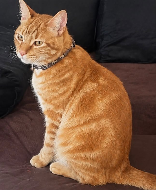 Canelo, gato encontrado en Villa Raffo, Buenos Aires con el aviso de búsqueda de Wako