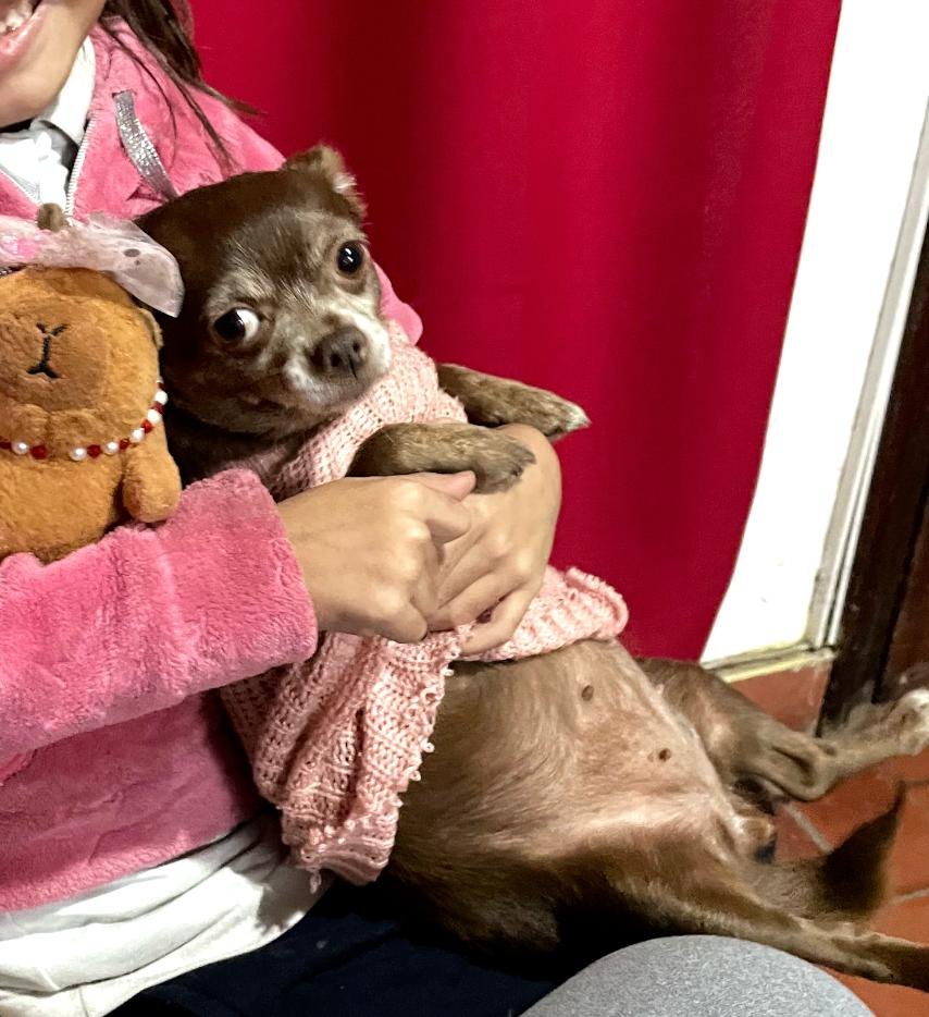 Sama, perro encontrado en General Rodríguez, Buenos Aires con el aviso de búsqueda de Wako