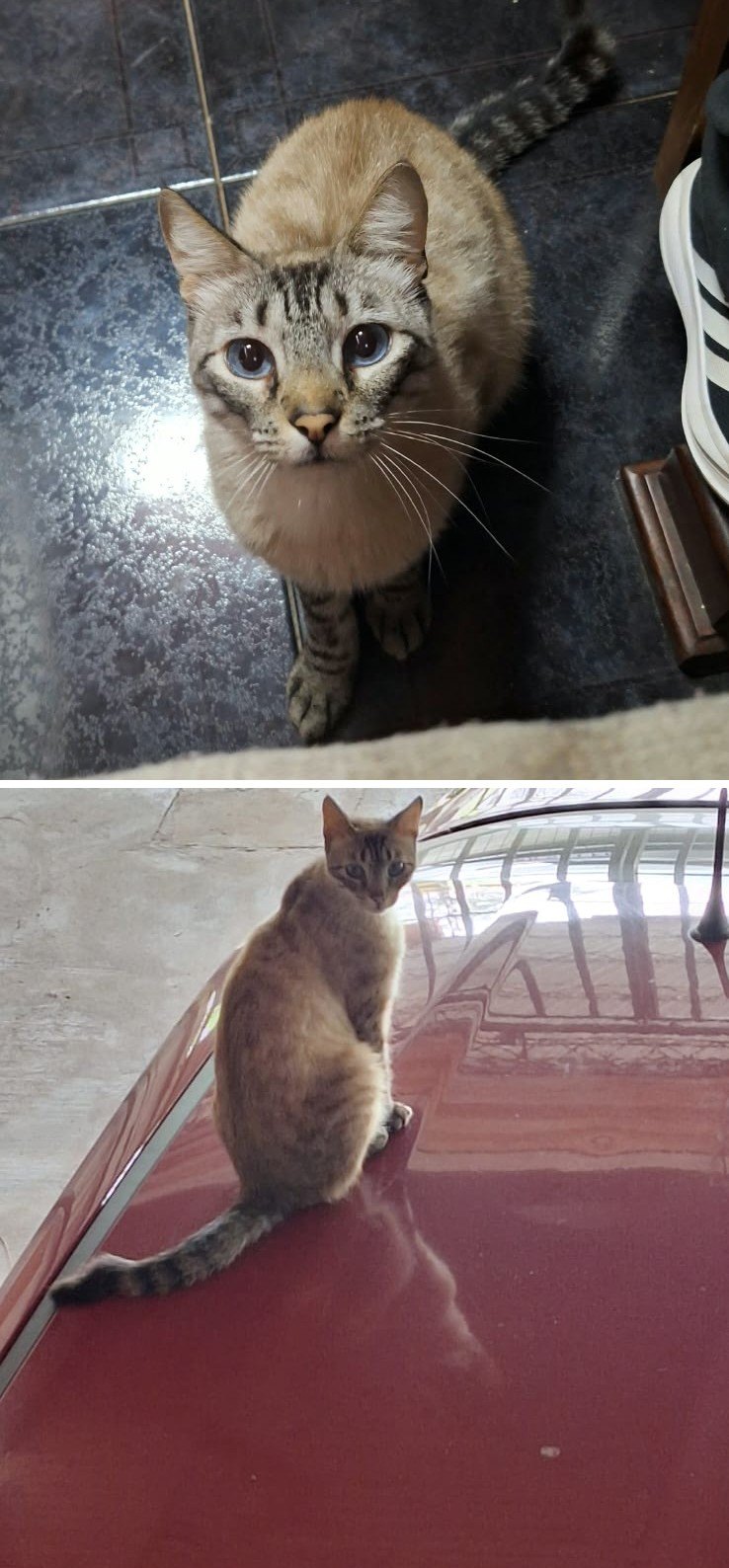 Gatito, gato encontrado en Municipio de Formosa, Formosa con el aviso de búsqueda de Wako