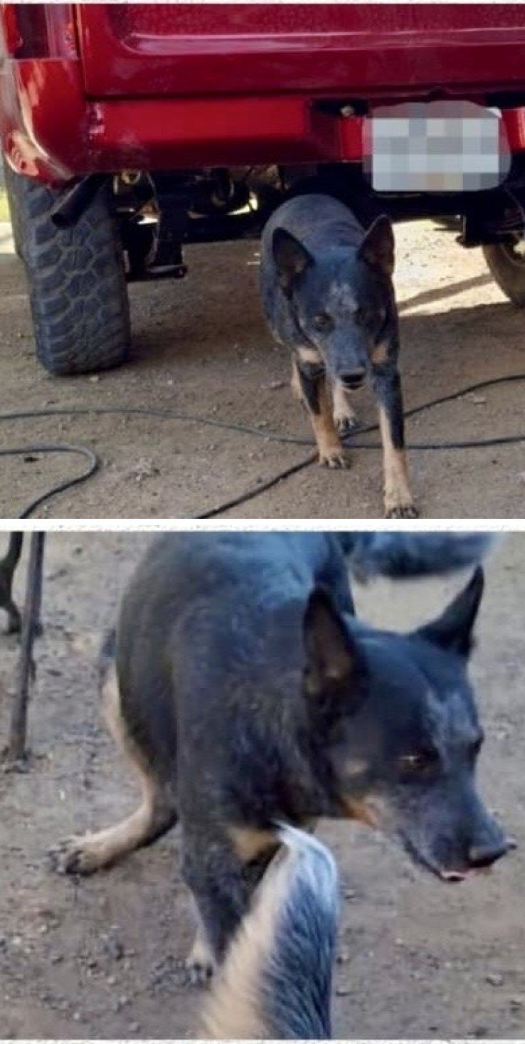 Princesa, perro encontrado en Jalisco, México con el aviso de búsqueda de Wako