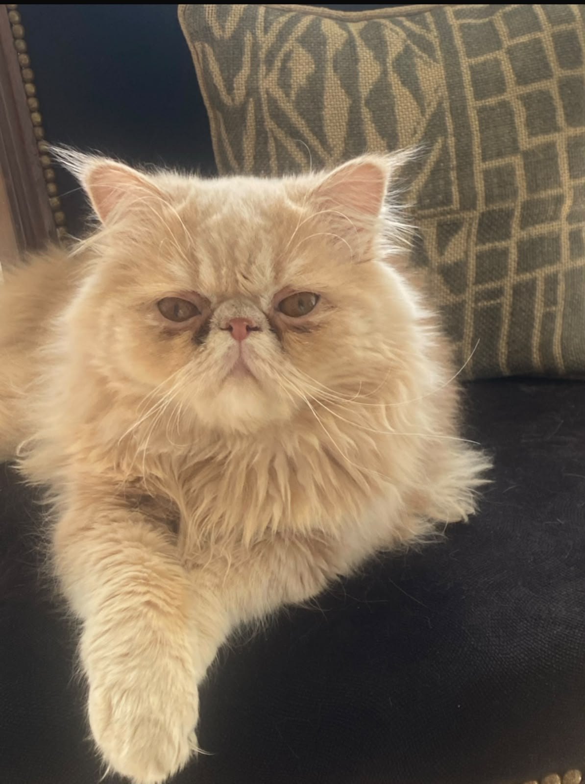 Tigger, gato encontrado en Municipio de Río Grande, Tierra del Fuego con el aviso de búsqueda de Wako