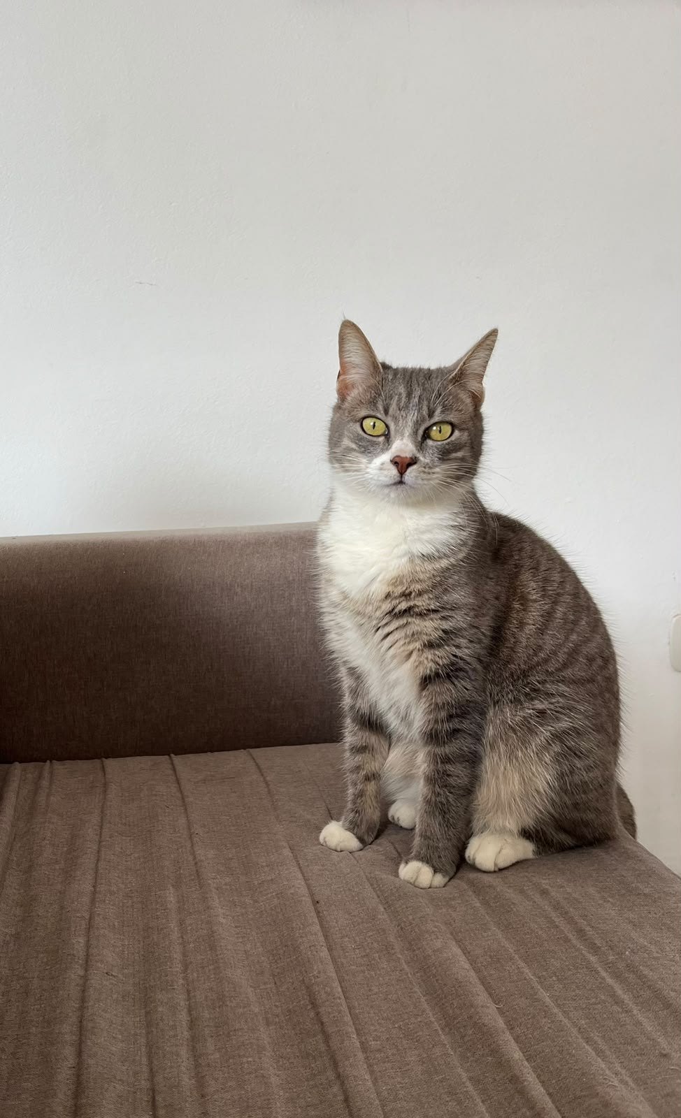 Nube, gato encontrado en Gualeguaychú, Entre Ríos con el aviso de búsqueda de Wako