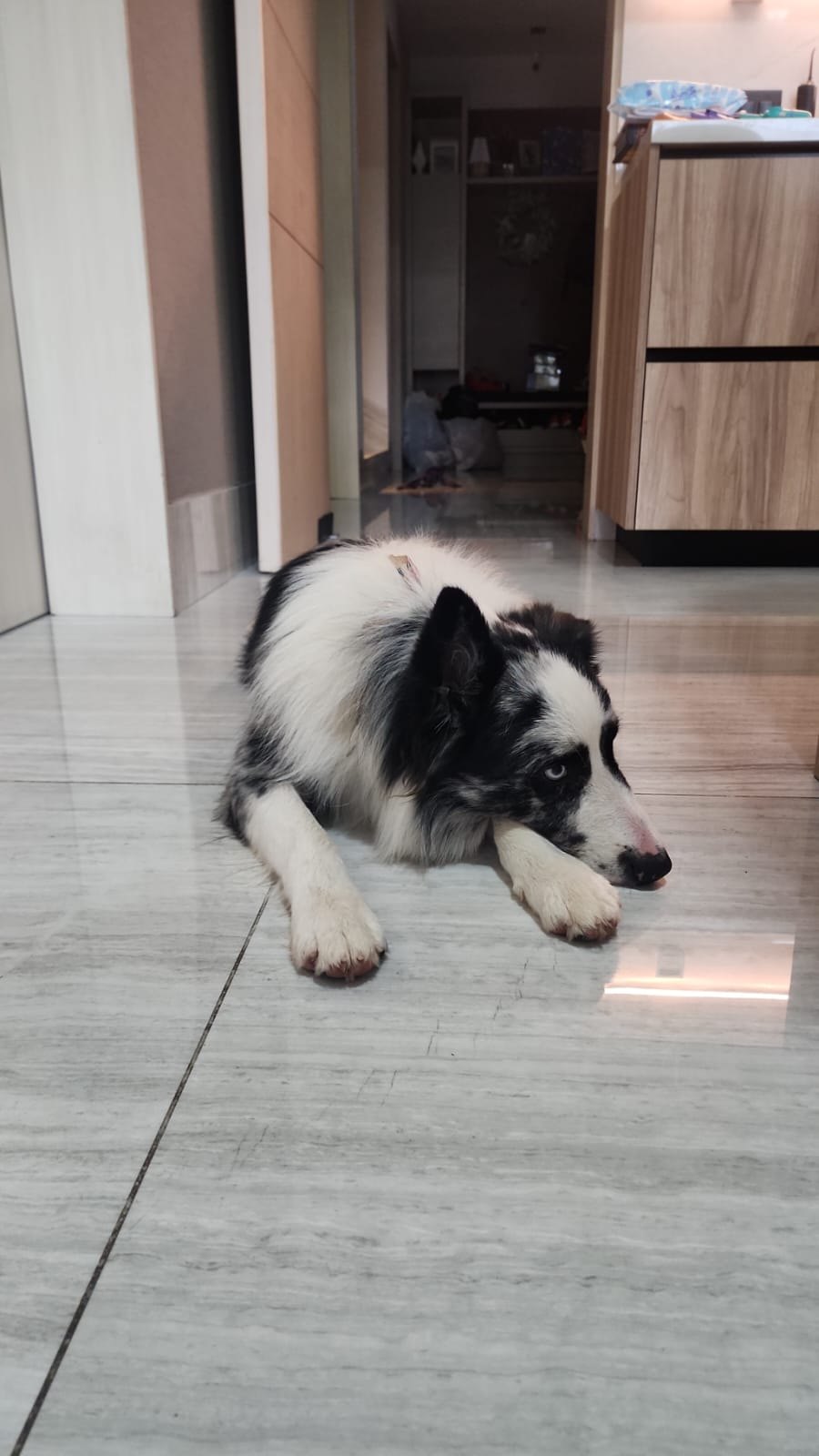 Yoshi, perro encontrado en Monterrey, Nuevo León con el aviso de búsqueda de Wako