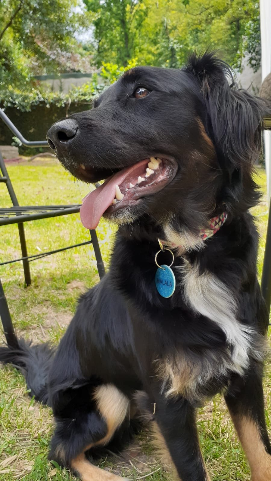 Malala, perro encontrado en zona de Italia san miguel buenos aires con el aviso de búsqueda de Wako