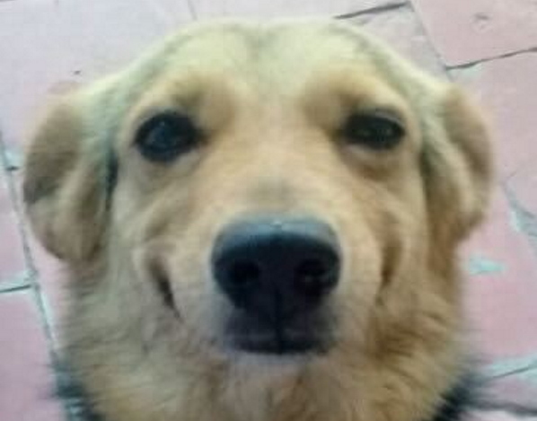 Linda